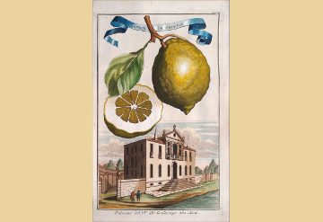 Stampa antica con limone, Savona