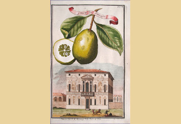 Stampa antica con limone, Patrasso